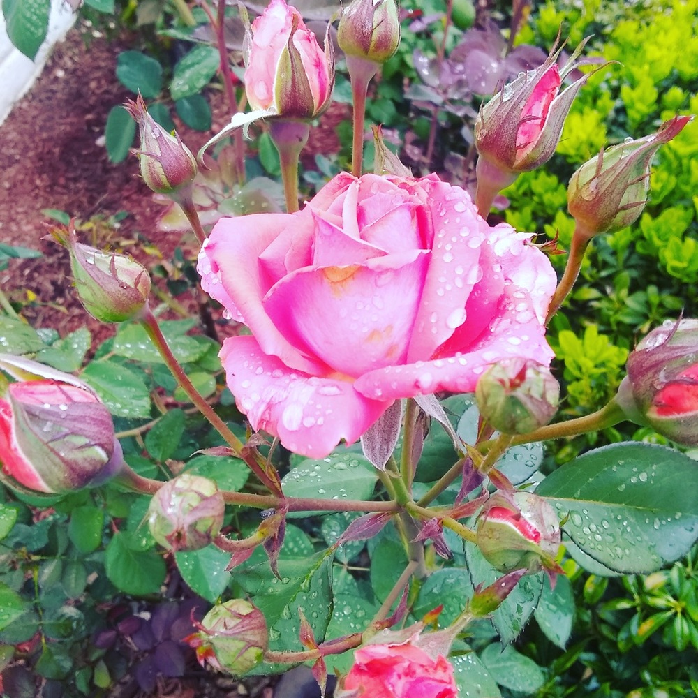 Meet your Posher, Jess